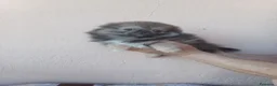 Pekinés perros en venta: Pekines - Anuncio 13