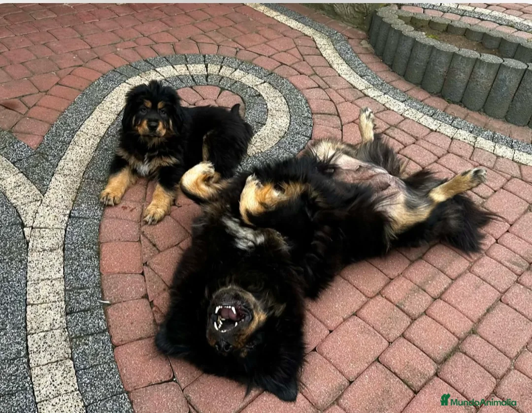 Dogo del Tíbet perros en venta: Dogo del tibet - Anuncio 6