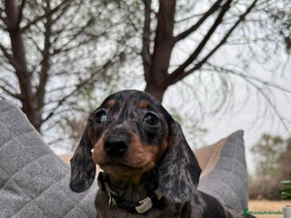 Teckel perros en Ciudad Real - Anuncio 17