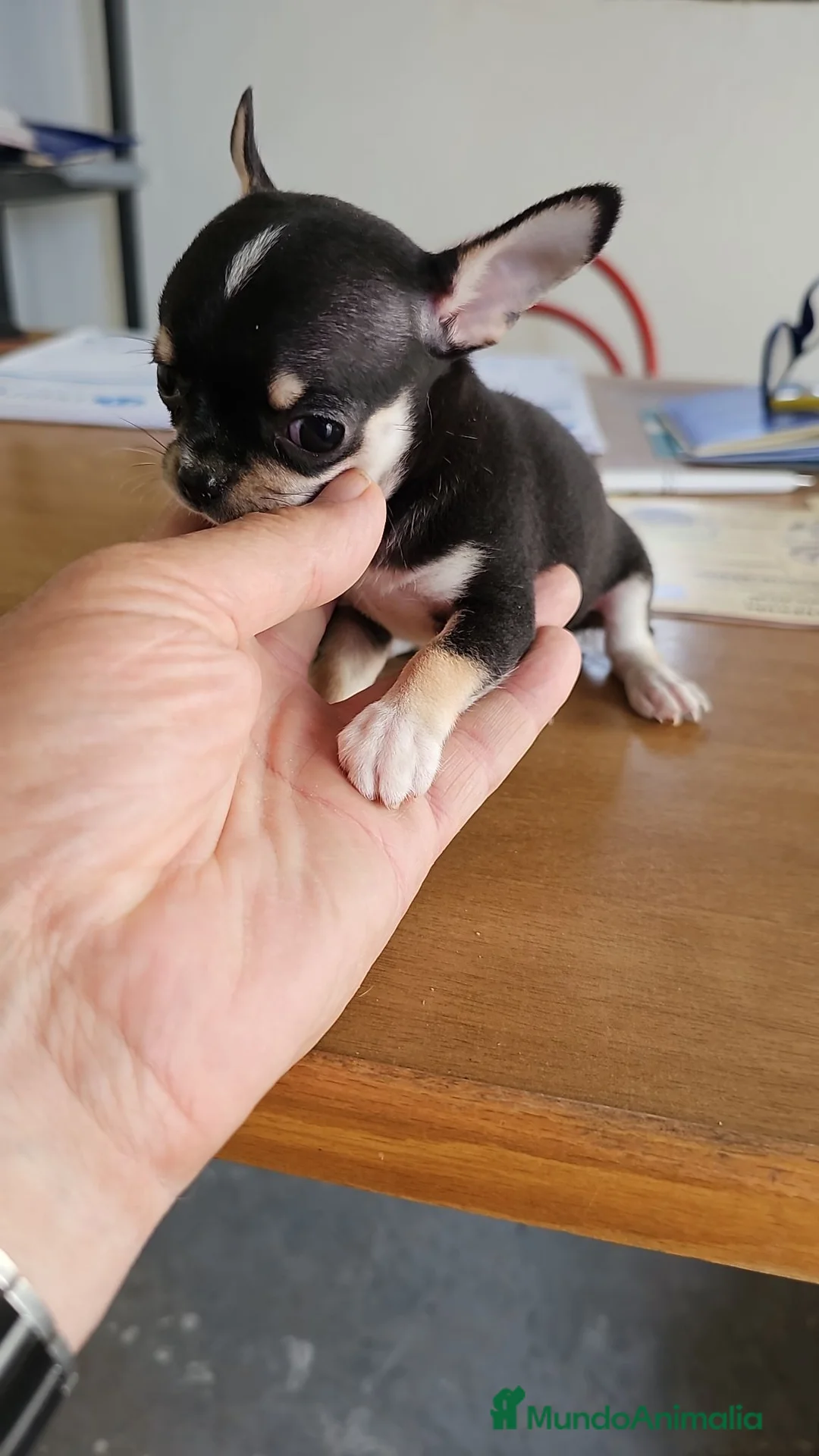 Chihuahua perros en venta: Chihuahuitos mini toy - Anuncio 1