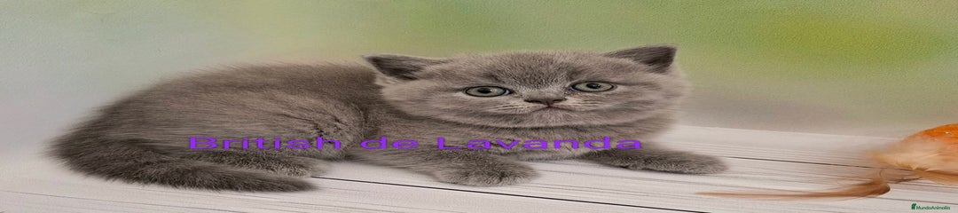 Británico de Pelo Corto Gatito 1