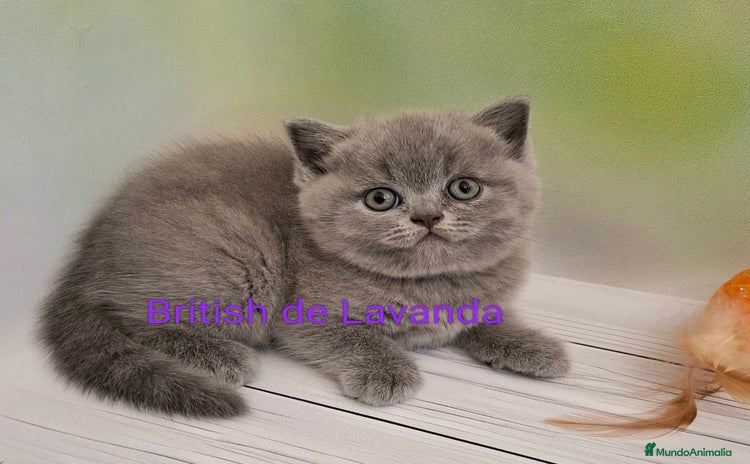 Británico de Pelo Corto gatos - Anuncio 4