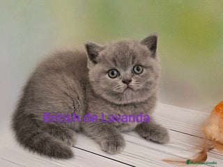 Británico de Pelo Corto gatos - Anuncio 34