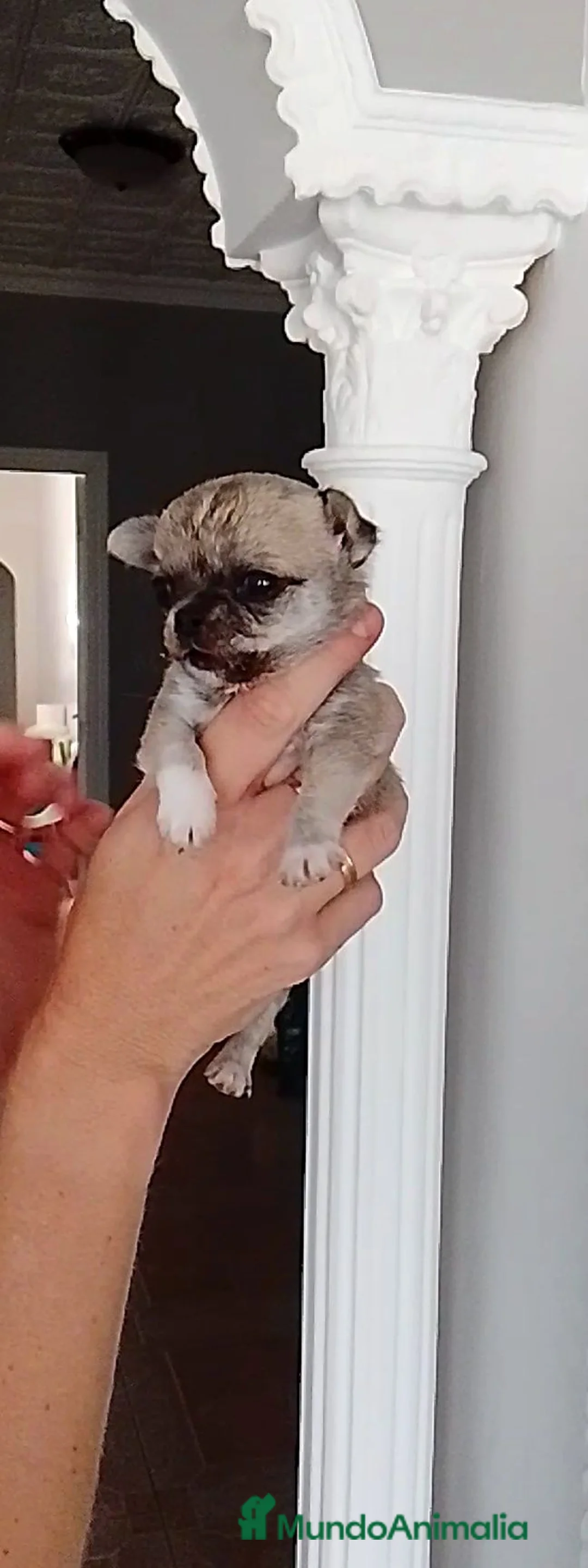 Chihuahua perros en venta: Chihuahua  - Anuncio 2
