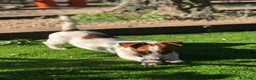 Jack Russell Terrier perros en venta: Jack Russell listos para ser tu compañía ideal 🐾 - Anuncio 5