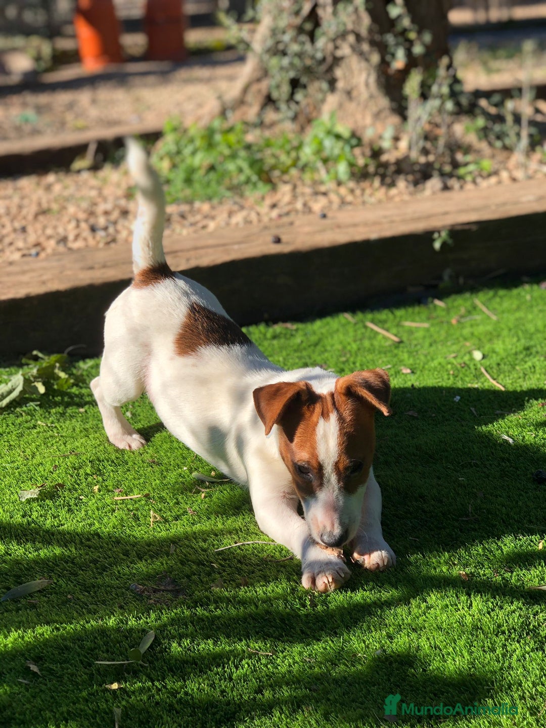 Jack Russell Terrier perros en venta: Jack Russell listos para ser tu compañía ideal 🐾 - Anuncio 5