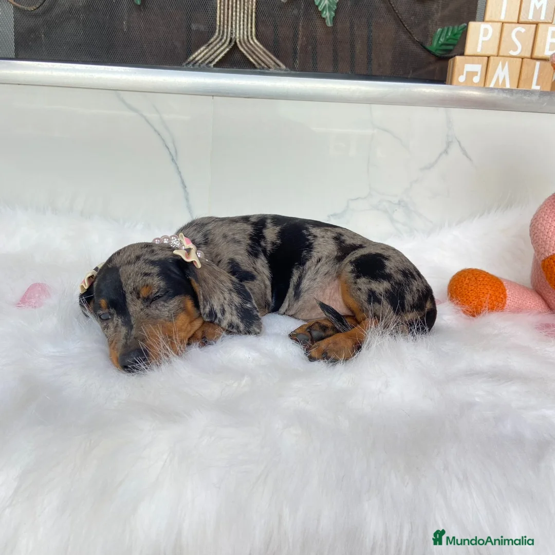 Teckel Miniatura perros en venta: TECKEL EXOTICOS (ENVIOS A TODA ESPAÑA)  - Anuncio 4