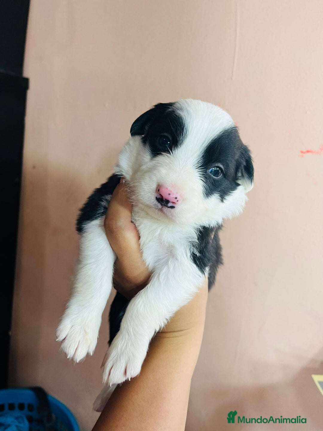 Border Collie perros en venta: perritos border collie - Anuncio 3