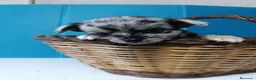 Chihuahua perros en venta: chihuahua pelo largo - Anuncio 1