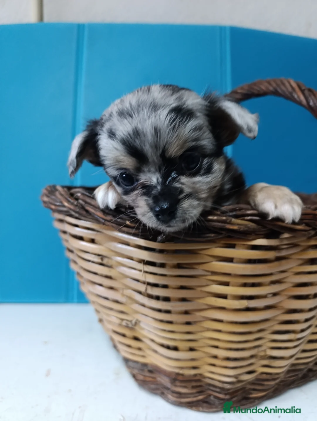 Chihuahua perros en venta: chihuahua pelo largo - Anuncio 1