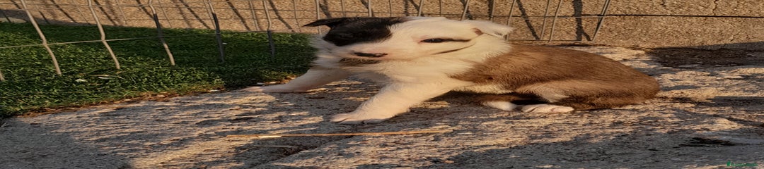 Border Collie Cachorro 3
