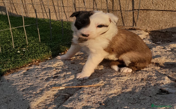 Border Collie perros - Anuncio 12