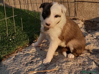 Border Collie perros - Anuncio 2