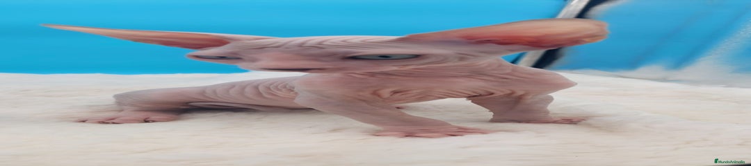 Sphynx Gatito 1