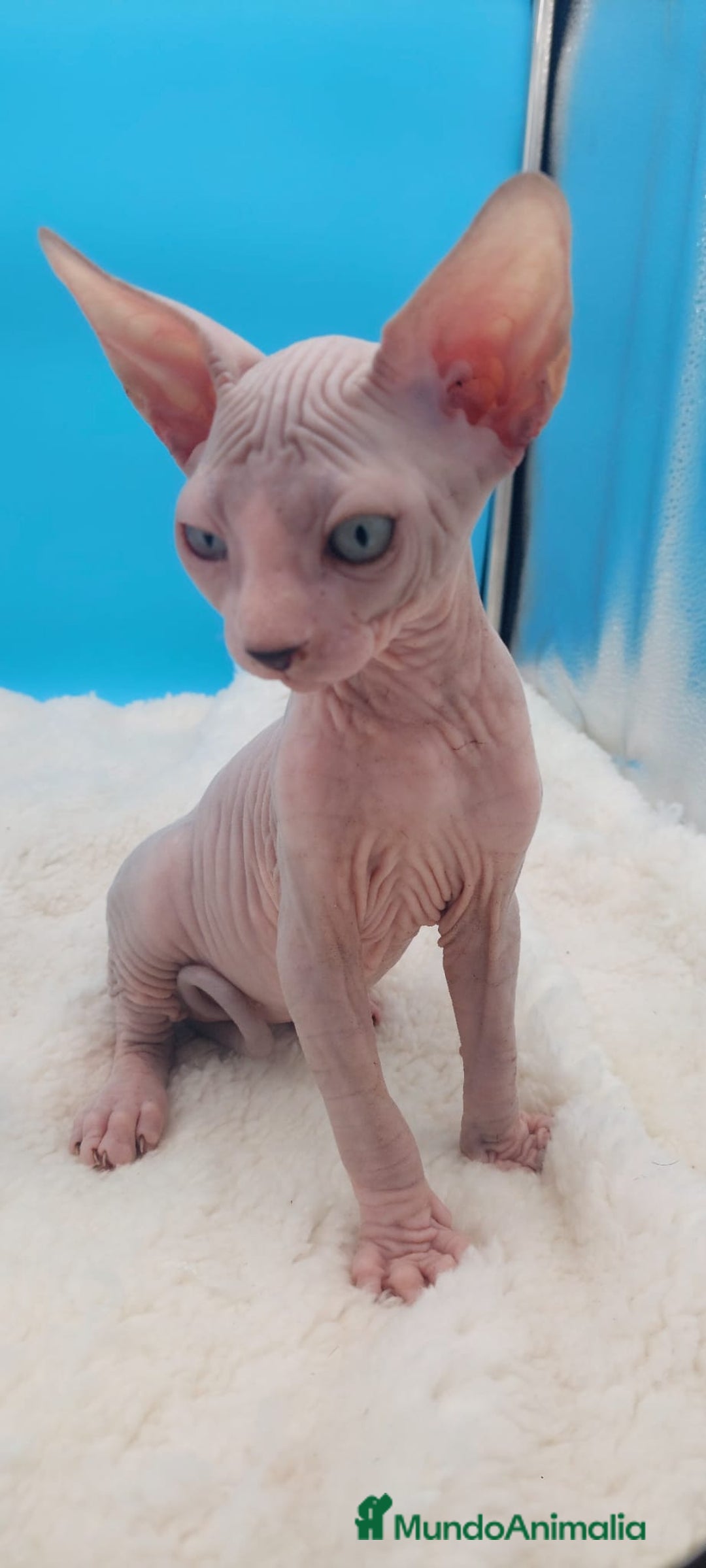 Sphynx gatos en venta: Preciosa camada de gatitos sphynx  - Imagen 25
