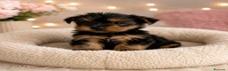 Yorkshire Terrier perros en venta: Yorkshire Terrier Toy 🖤🤎 - Anuncio 1