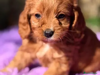 Cavapoo perros CAMADA CAVAPOO ROJO CALIDAD - Anuncio 3