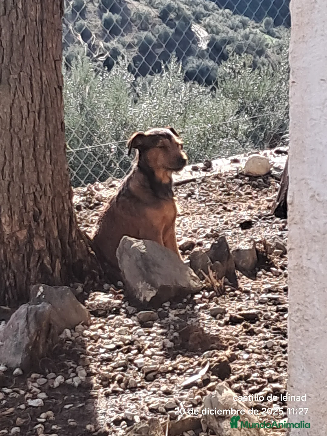 Raza Mixta perros en venta: Mestizo  - Anuncio 4