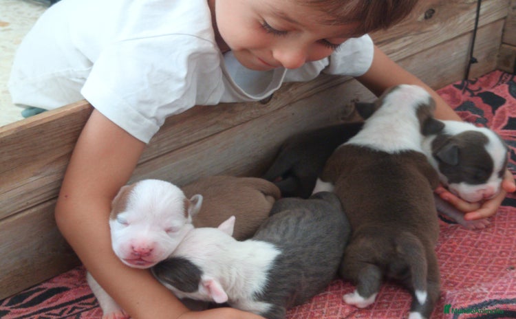 American Staffordshire-Terrier perros - Anuncio 14