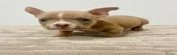 American Bully perros en venta: American Bully - Anuncio 14