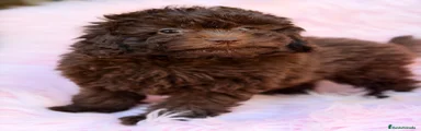 Maltipoo 4