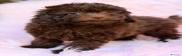 Maltipoo perros en venta: Maltipoo F1B chocolate  - Anuncio 13
