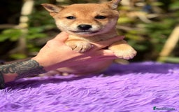 Shiba Inu perros en venta: Shiba Inu Rojo - Anuncio 4