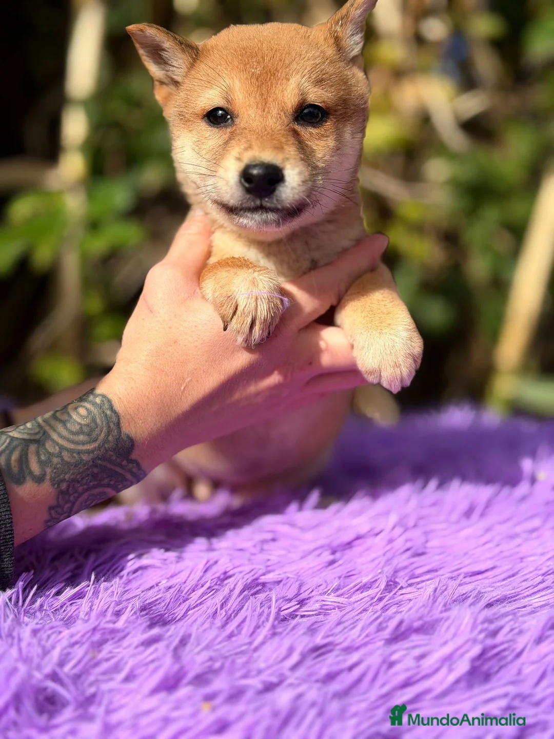 Shiba Inu perros en venta: Shiba Inu Rojo - Anuncio 4
