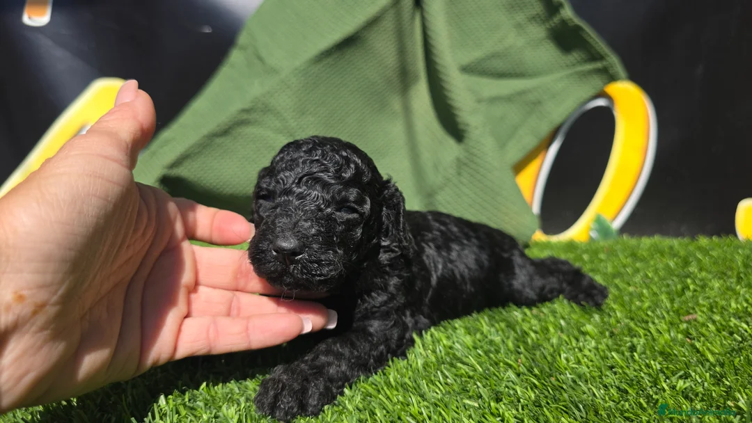 Caniche Enano perros en venta: Caniches enanos_toy negros  - Anuncio 2