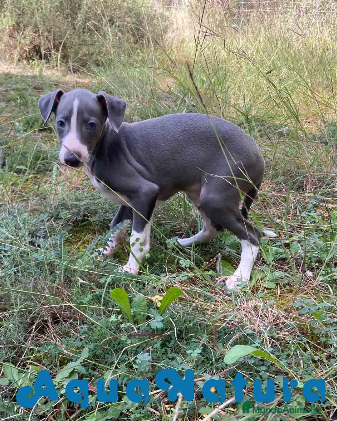 Pequeño Lebrel Italiano perros en venta: Lebrel Italiano Hembra 2 de BN AQUANATURA - Anuncio 2