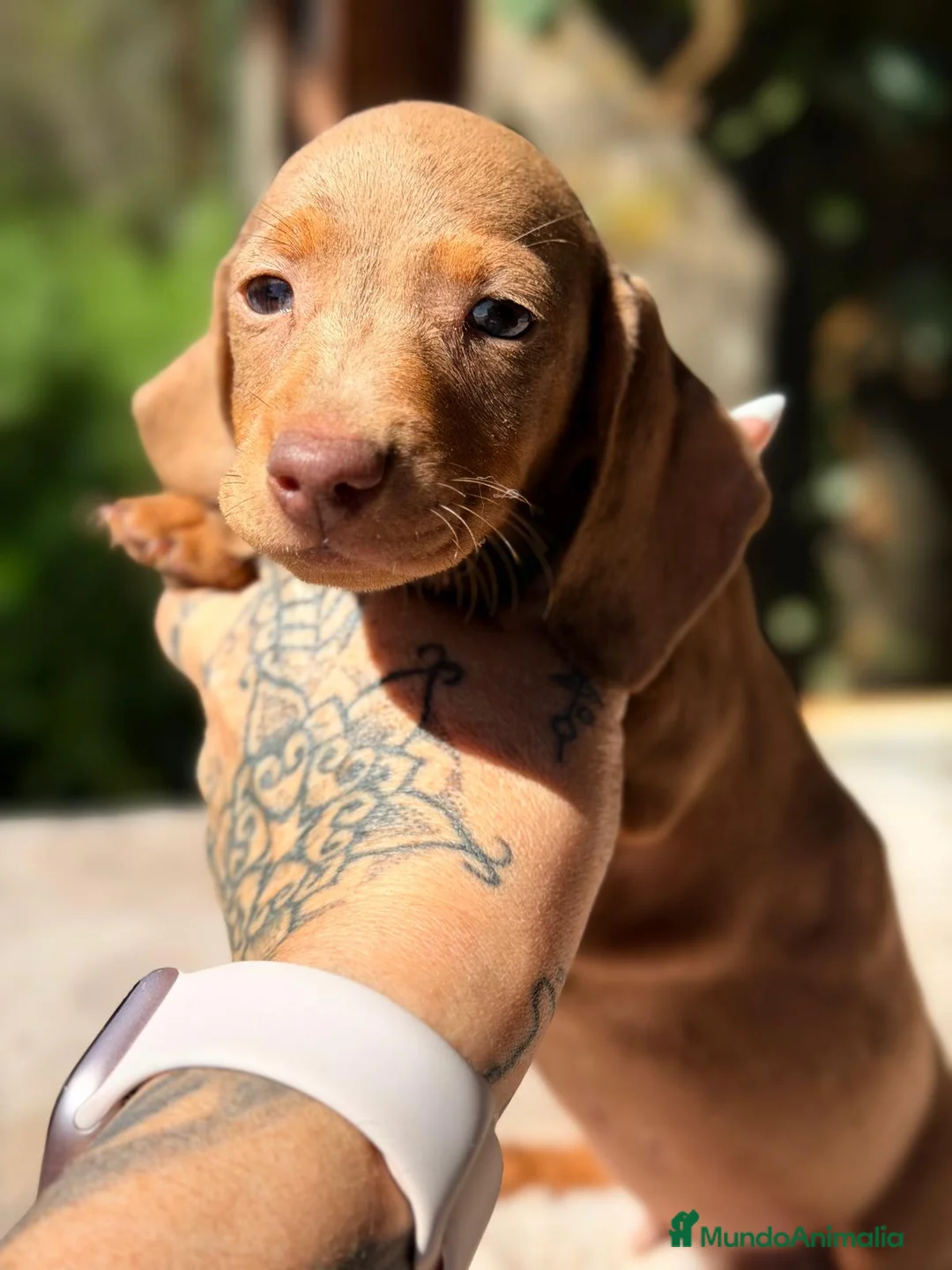 Teckel Miniatura perros en venta: TECKEL MINIATURA  - Anuncio 1