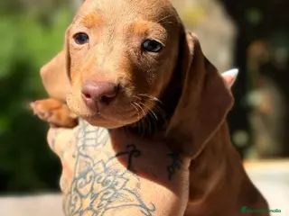 Teckel Miniatura perros TECKEL MINIATURA - Anuncio 1