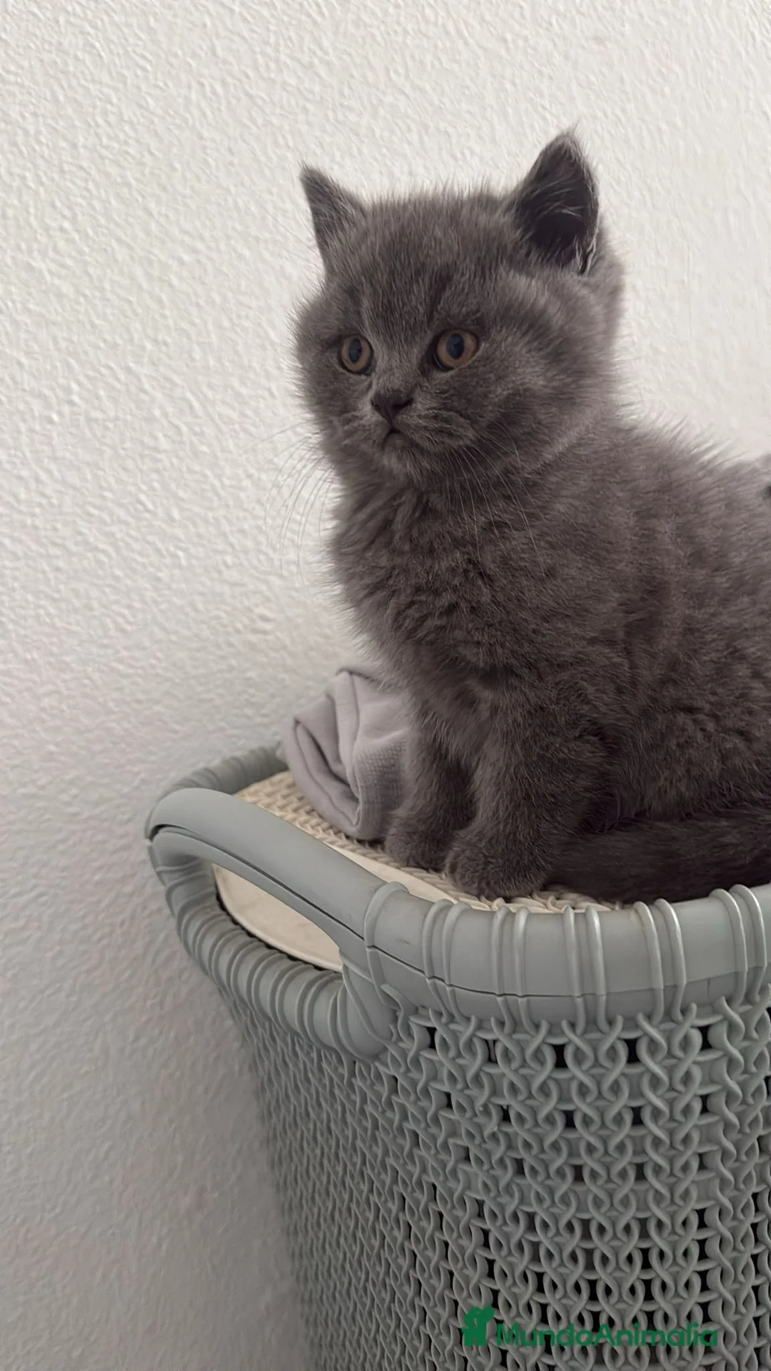 Scottish Fold gatos en venta: scottish fold - Anuncio 3