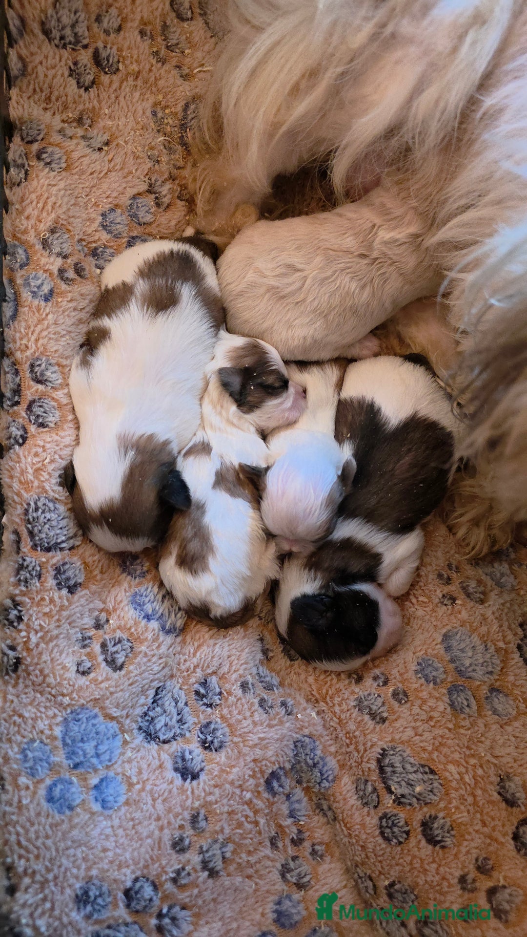 Shih Tzu perros en venta: Shihtzu - Anuncio 3