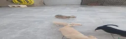 Chihuahua perros en venta: Chihuahua - Anuncio 6