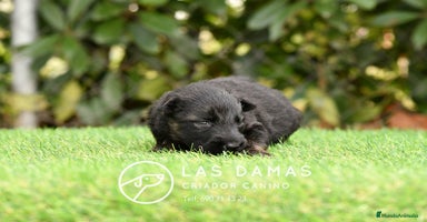 Pastor Alemán perros - Anuncio 7
