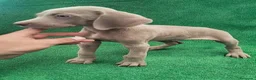 Weimaraner perros en venta: Bracos de Weimar  - Anuncio 2