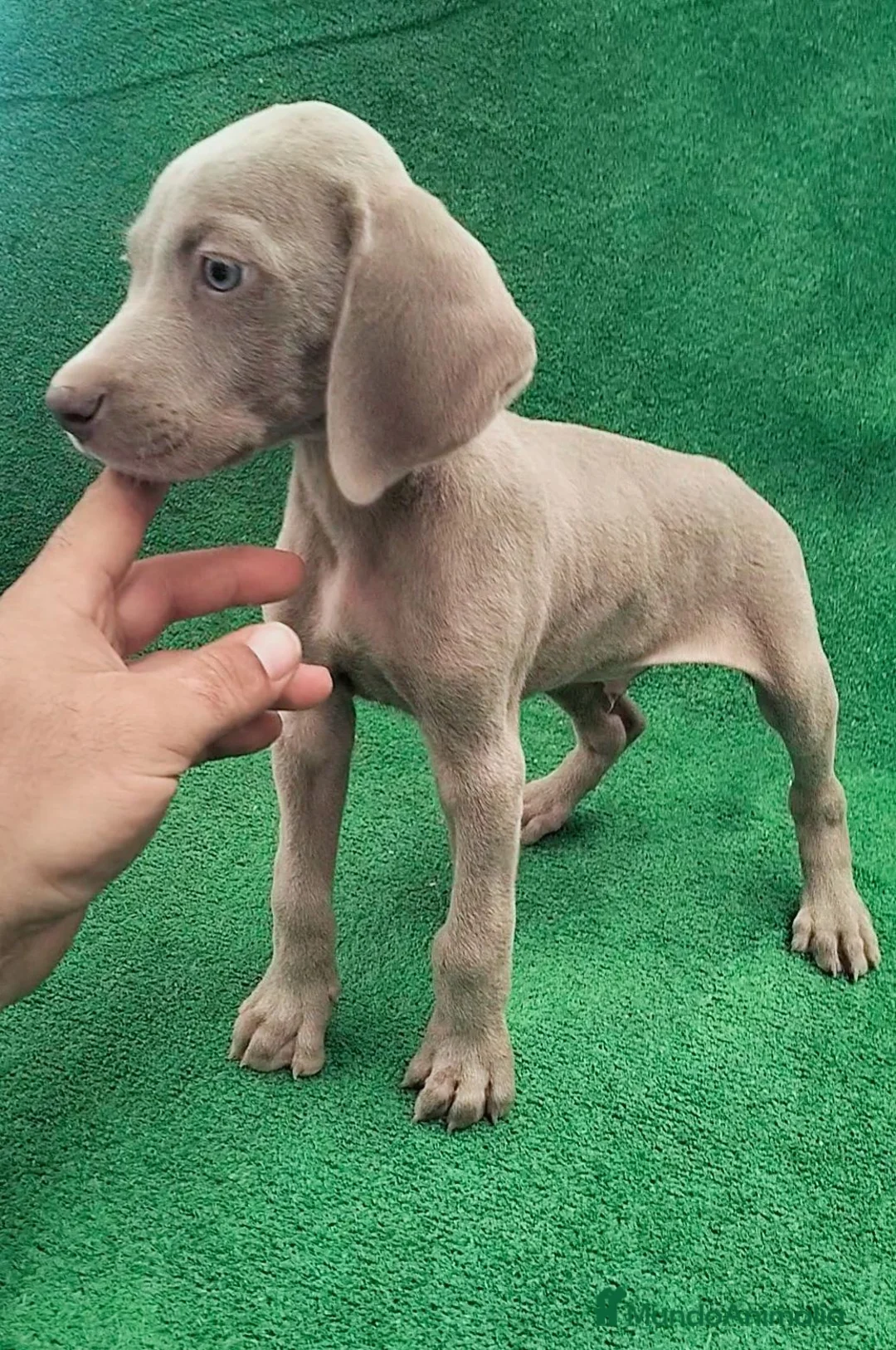 Weimaraner perros en venta: Bracos de Weimar  - Anuncio 2