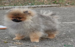 Pomerania perros en venta: Machito de calidad  - Imagen 4
