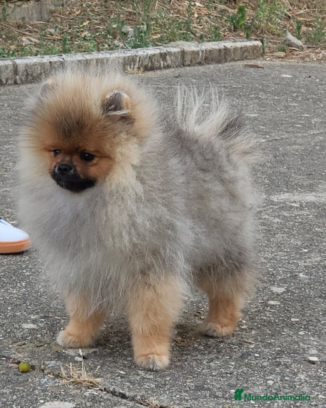 Pomerania perros en venta: Machito de calidad  - Imagen 4