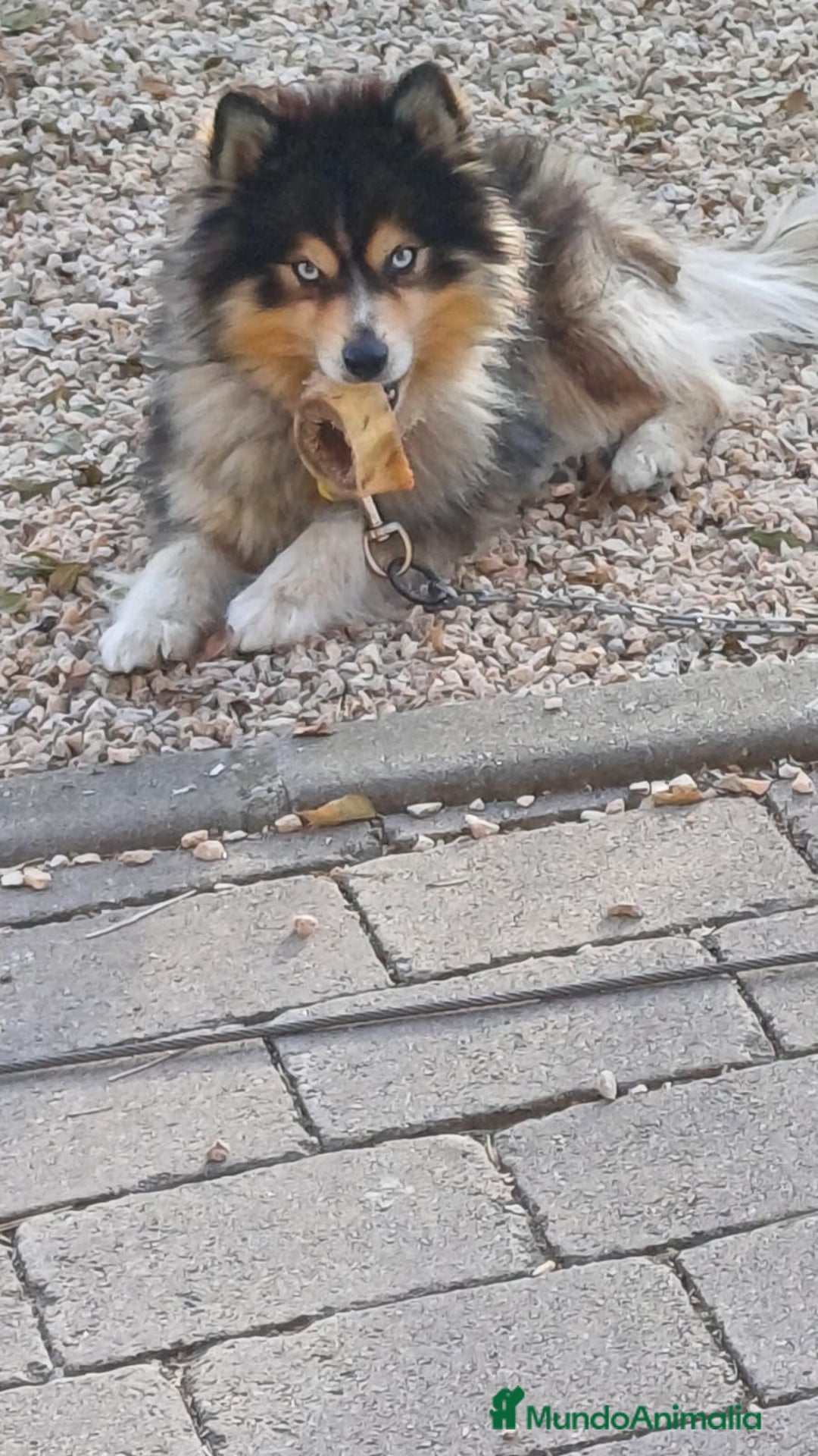 Pomsky perros en venta: Pomsky micro F4 - Anuncio 1