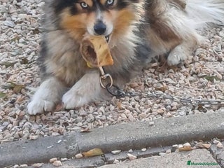 Pomsky perros Pomsky micro F4 - Anuncio 19