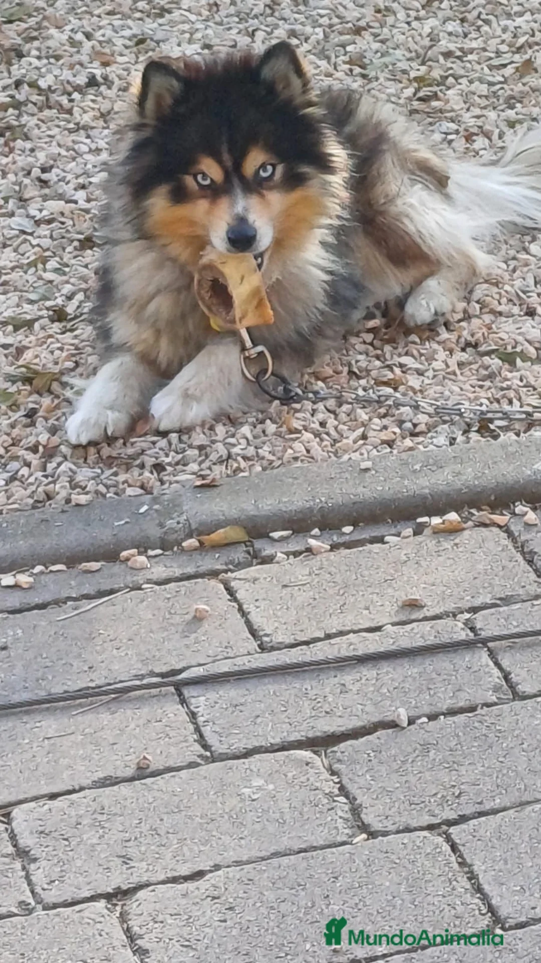 Pomsky perros en venta: Pomsky micro F4 - Anuncio 1