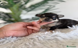 Chihuahua perros en venta: CHIHUAHUA MERLE HEMBRA - Imagen 10