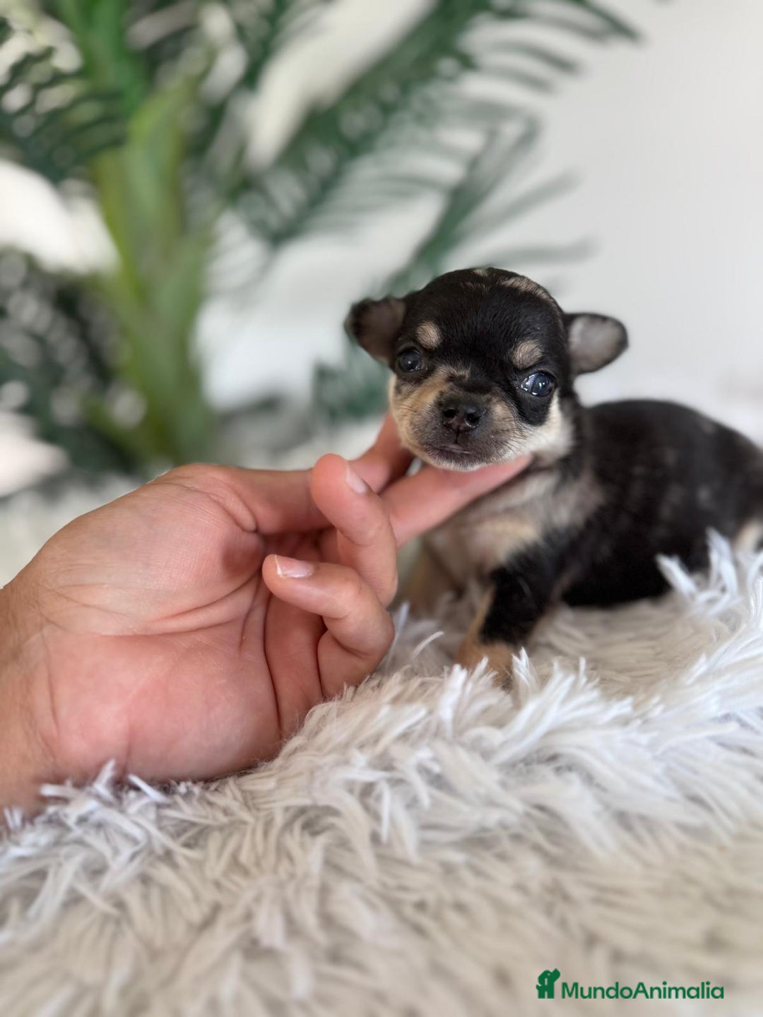 Chihuahua perros en venta: CHIHUAHUA MERLE HEMBRA - Imagen 10