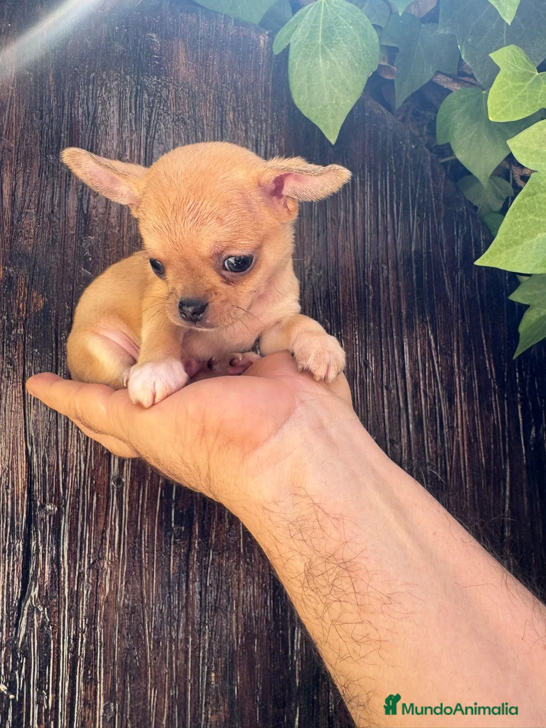 Chihuahua perros en venta: Chihuhua toy  - Anuncio 16