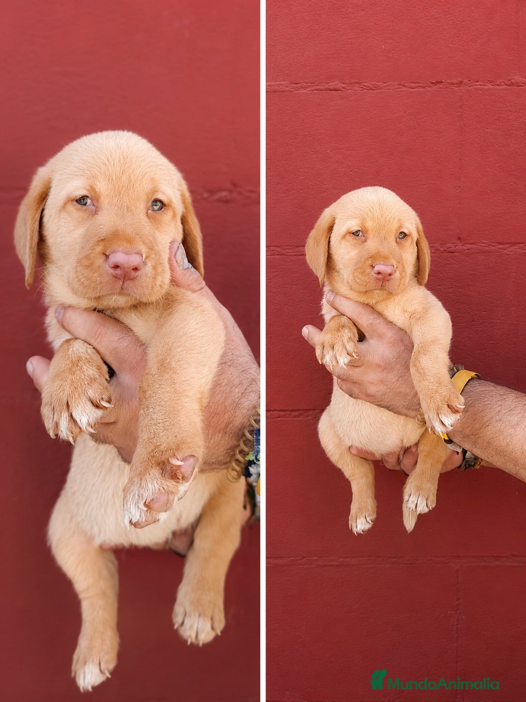Labrador Retriever perros Labrador retriever hembras 🐶🐾🔥 - Anuncio 3