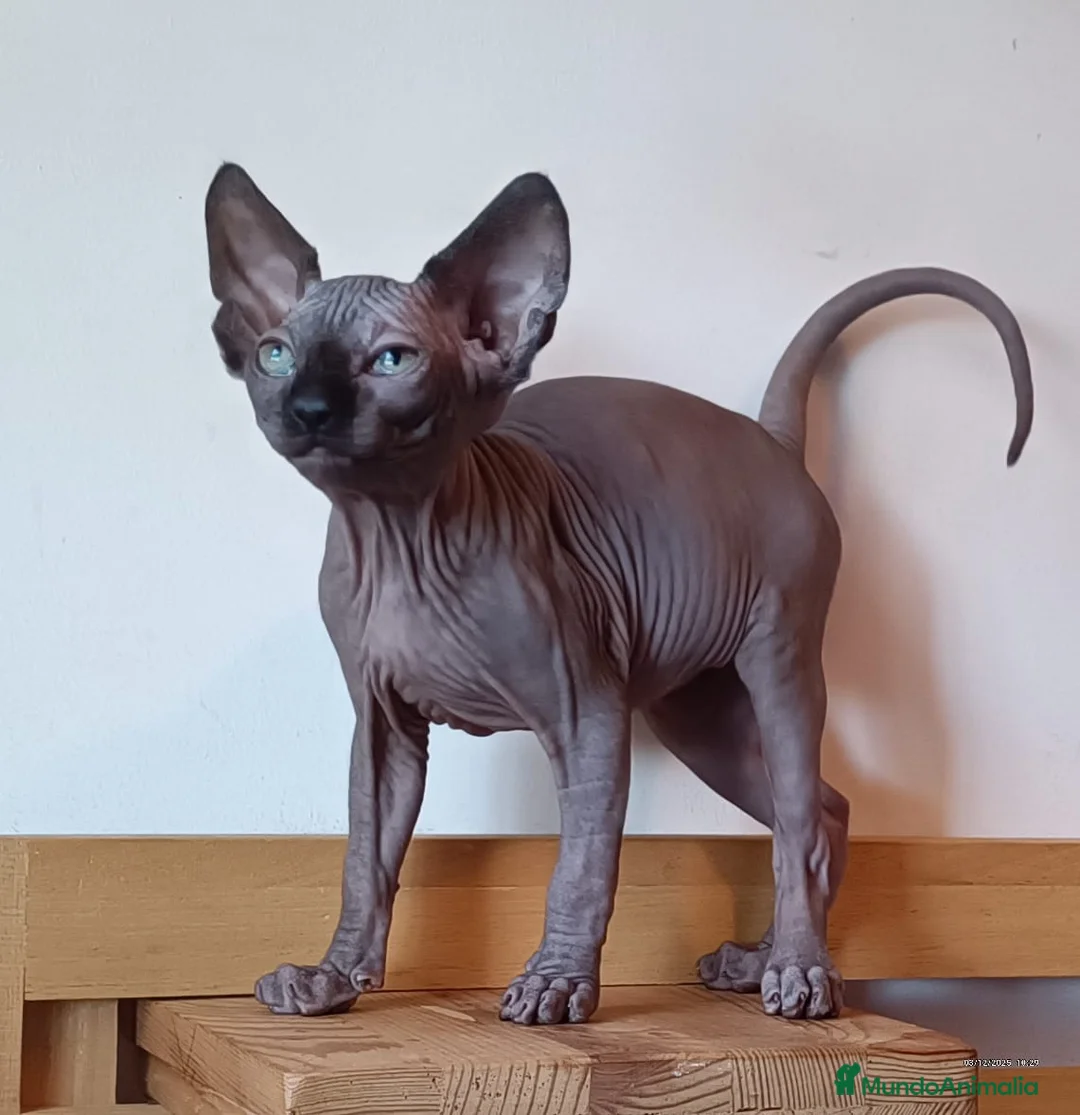 Sphynx gatos en venta: Sphynx en Sevilla  - Anuncio 1