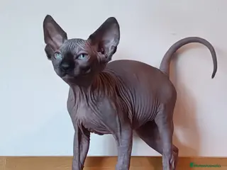 Sphynx gatos Sphynx en Sevilla - Anuncio 7