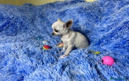 Chihuahua perros en venta: chihuahua hembra  - Imagen 3